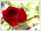 Rosae
