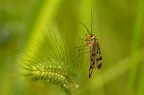 Mosca scorpione mia