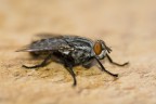 mosca