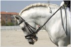 Finale del Master Italiano del Cavallo Iberico