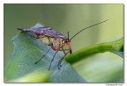 mosca scorpione