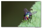 Luce e buio (mosca)