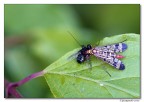 il pasto crudo(mosca scorpione)