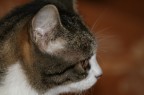 micia