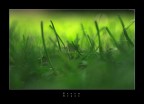 Green Grass
