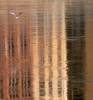 Riflessi sull'Arno