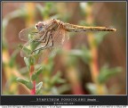 Libellula fotografata ieri nella Riserva Naturale Regionale di Macchiatonda (RM)