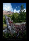 Bleeding Wood