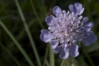 Assieme ai sepre graditi commenti, crtichiche e suggerimenti mi farebbe piacere conoscere il nome di questo bel fiore di prato.
Grazie e ciao Renato