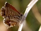 ultima farfalla