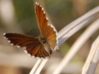 farfalla