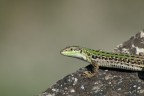 Vigile e schiva
Infatti l'ho fatta col il 70-300, scappano appena mi vedono :)