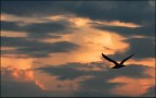Ultimo volo...