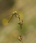 sembra quasi mimetizzarsi con i fiori gialli che c'erano dietro di lei....ho dovuto anche croppare perch non mi lasciava avvicinare....