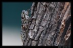 Immagine in collaborazione con Buddy.

Scattata con il 70-300 VR, a 300mm (450 equiv.), con la macchina ben salda su un treppiedi.

Cresce la voglia di 105 Micro VRII :D

Suggerimenti e critiche ben accetti.