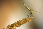 libellula