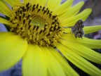 Girasole