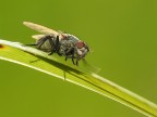 Mosca