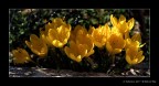 Fiori