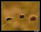 Un abbraccio a tutti i macrofili.... vi seguo sempre anche in questi giorni di burrasca qu a lavoro anche se non ricevete i miei commenti! questa  una delle mie ultime macro....
s7000 a 210mm equivalenti + lente close up hoya +4 , mano libera! a presto amici!