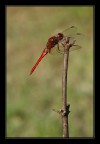 Red Passion