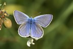 Licenide in azzurro