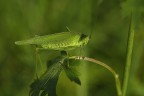 Phaneroptera