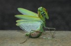 Mantide