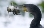 Renzo-Cormorano