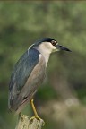 nitticora