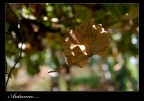 autunno