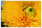 Ero in giro con la mia ragazza e vidi questo fiore stupendo, ho dovuto prendere uno scatto per forza!