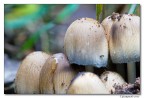 famigliola (funghi)