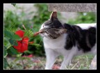 gatto