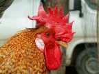 lunedi di pasquetta a san gregorio fiera degli animali fuji s 602 zoom