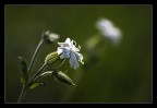 verde &amp; bianco..