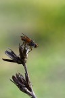 mosca