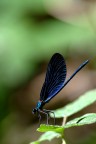 tutta blu