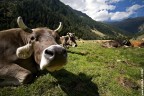 Cow series #4