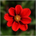 Dalia