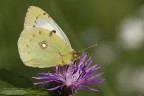 Stranezze di colori