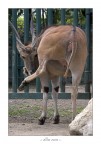 ..: allo zoo :..