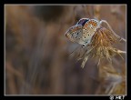 l'ultima luce del giorno