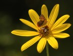 Vuoi mettere lo sballo, essere in 2 sul giallo?