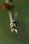 eyes
