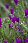 Fiori di montagna