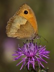 Satyrinae