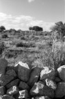 Tmax 100 in Xtol