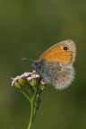 Satyranae