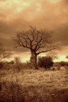 Baobab